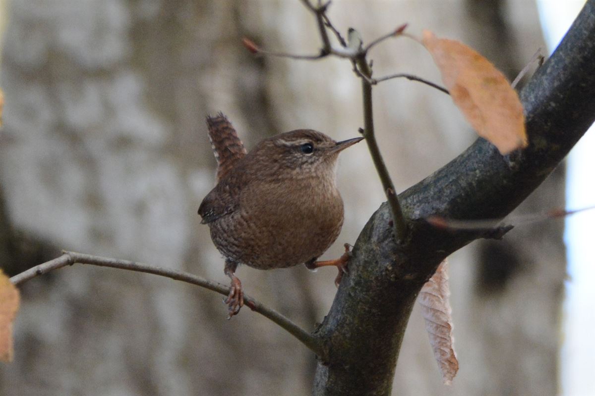 Eurasian Wren