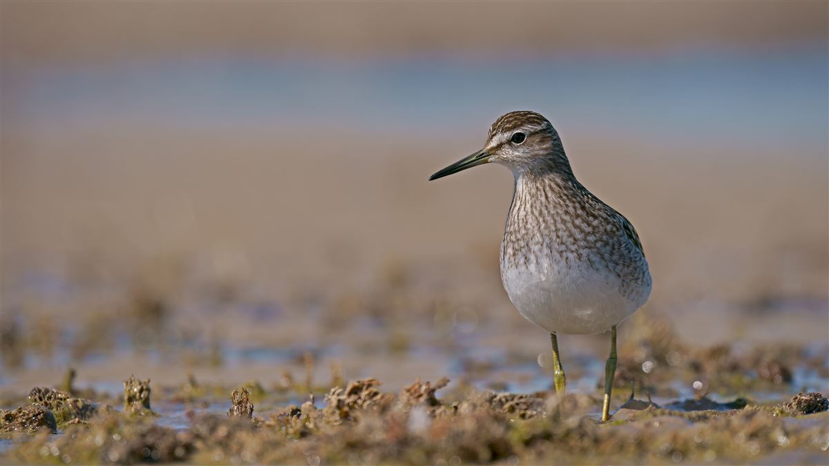 Wood Sandpiper
