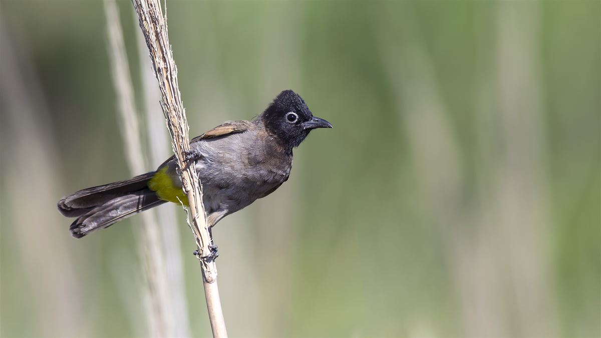 White-spectacled Bulbul
