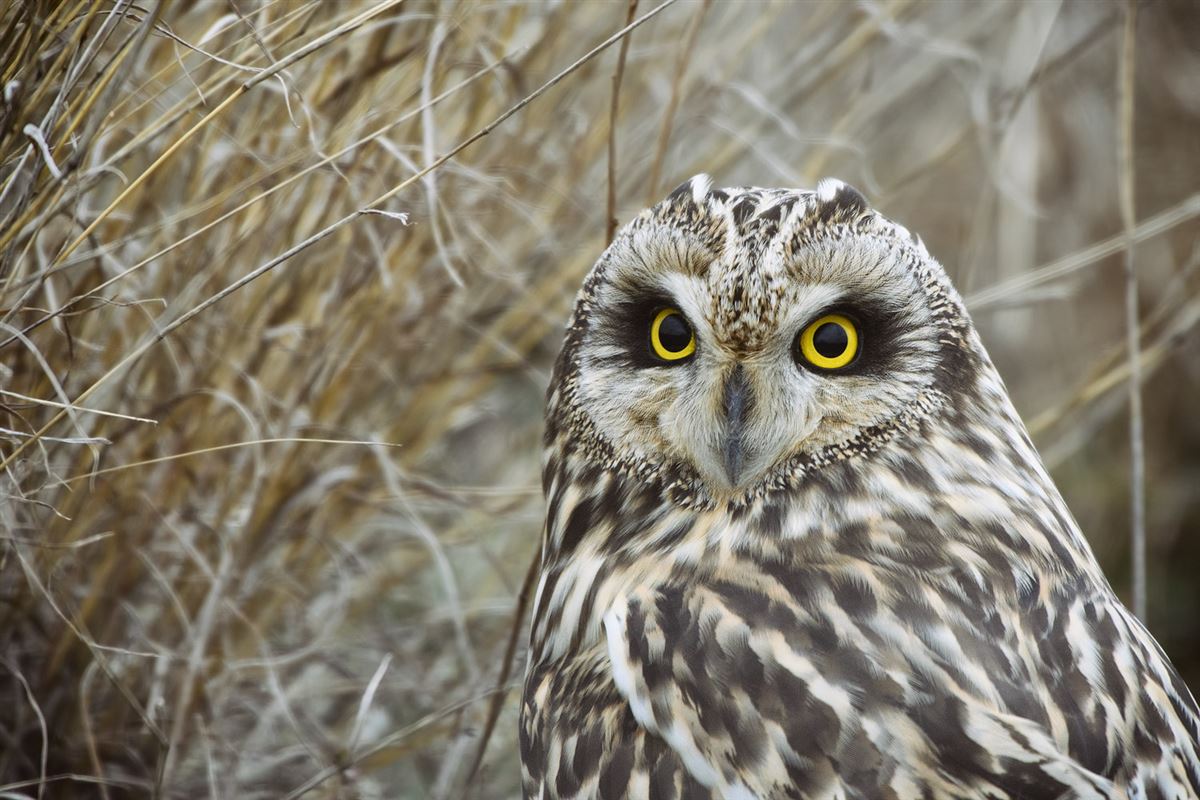 Short-eared Owl