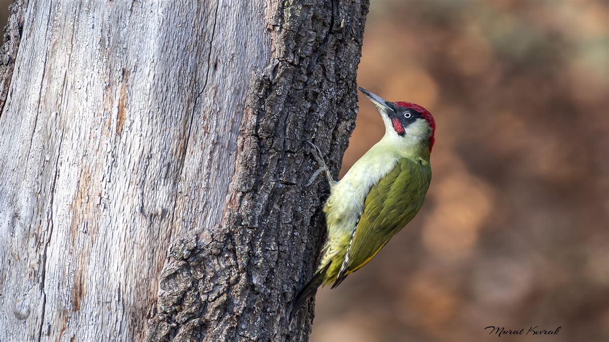 European Green Woodpecker