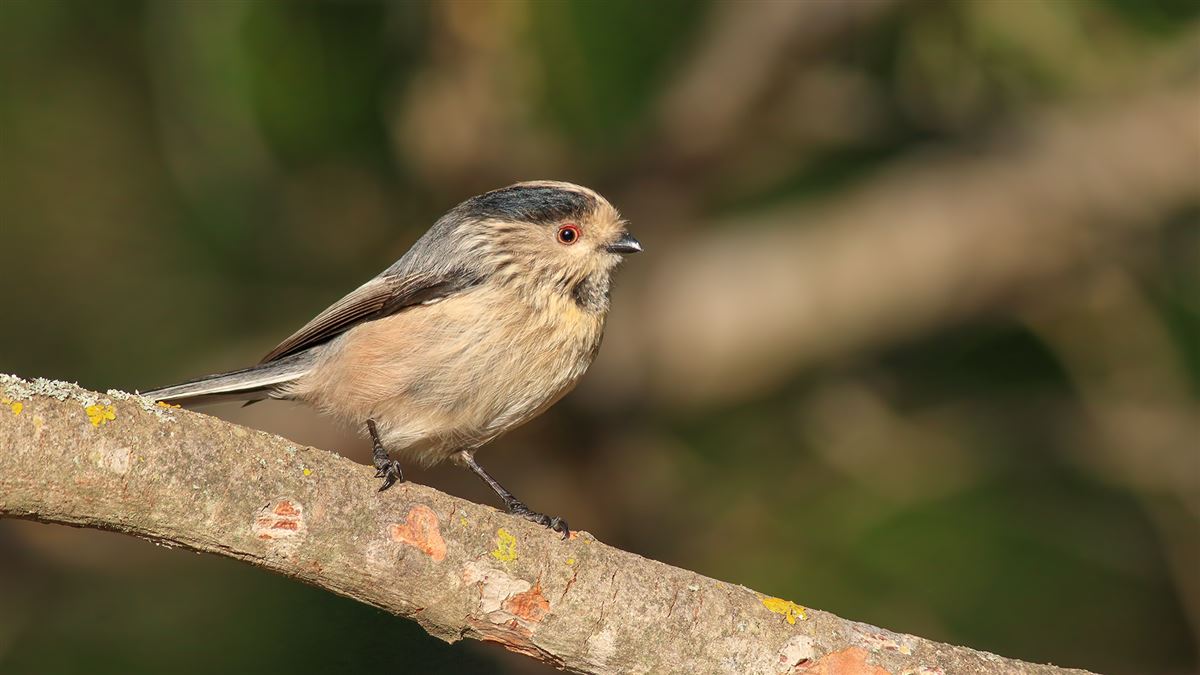 Long-tailed Tit