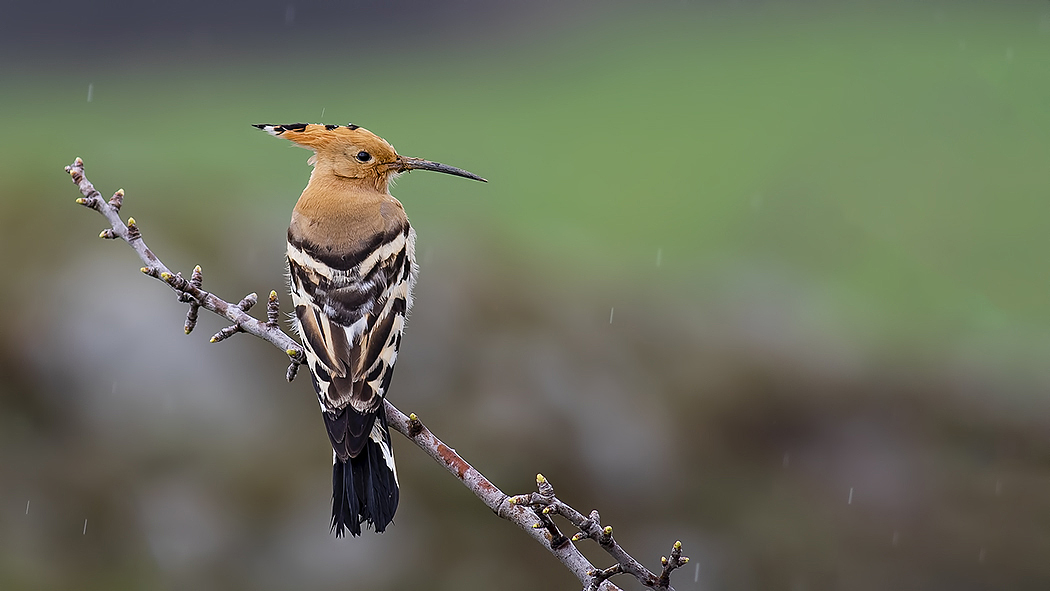 Common Hoopoe