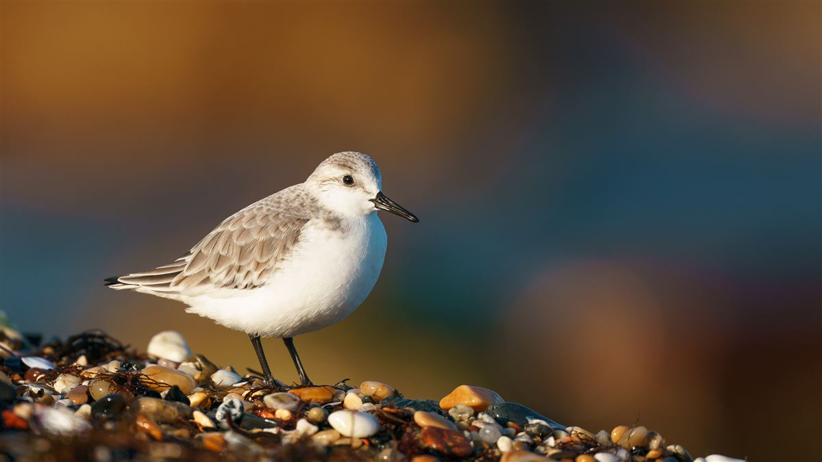 Sanderling