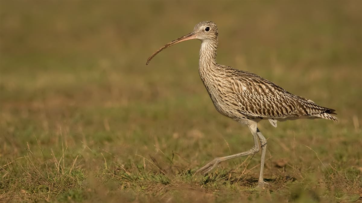 Eurasian Curlew