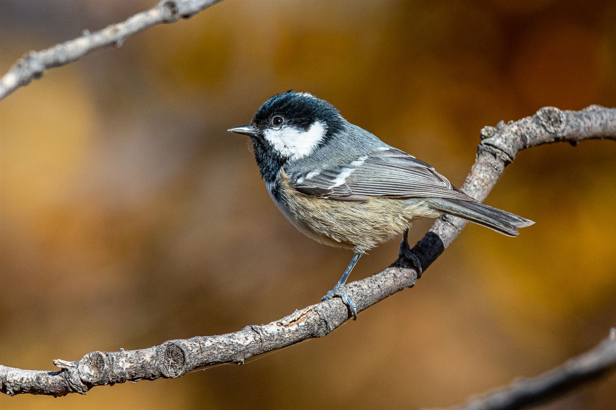 Coal Tit