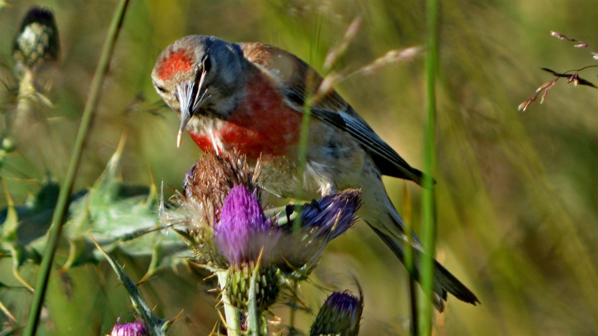 Common Linnet
