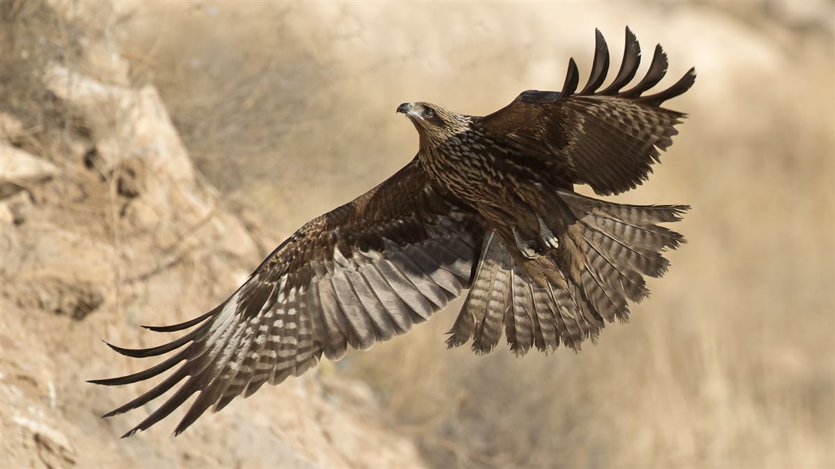 Black Kite