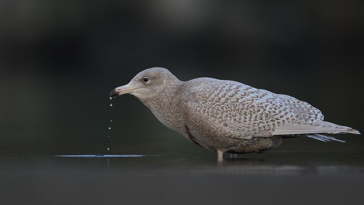 Glaucous Gull