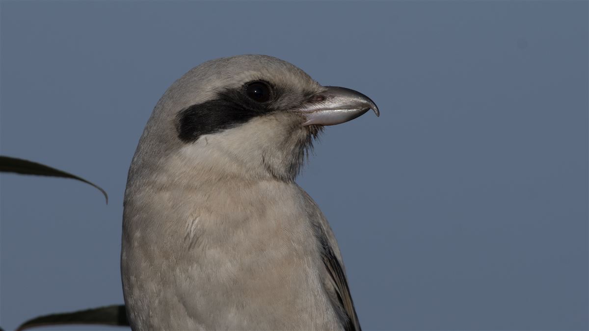 Great Grey Shrike