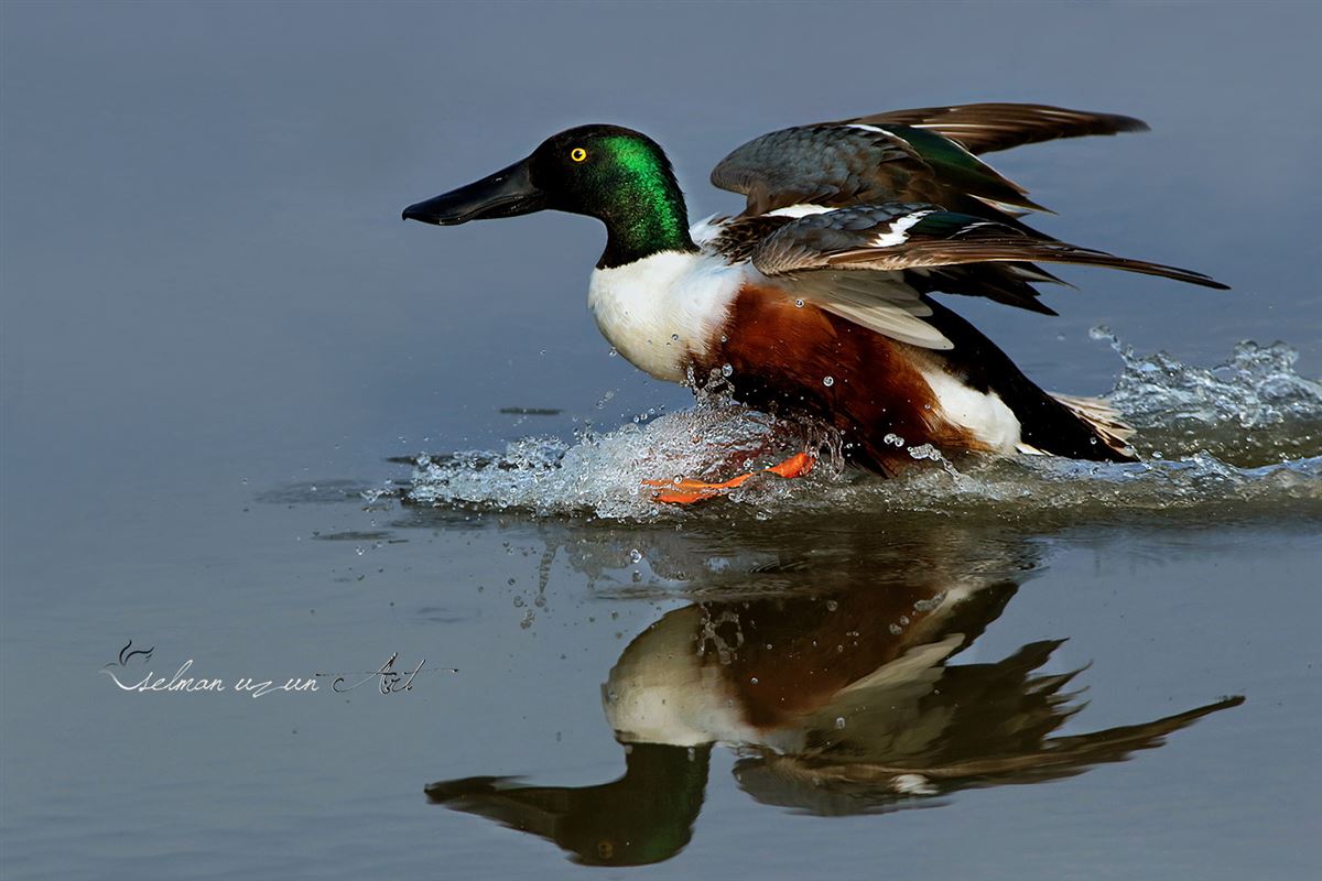 Northern Shoveler