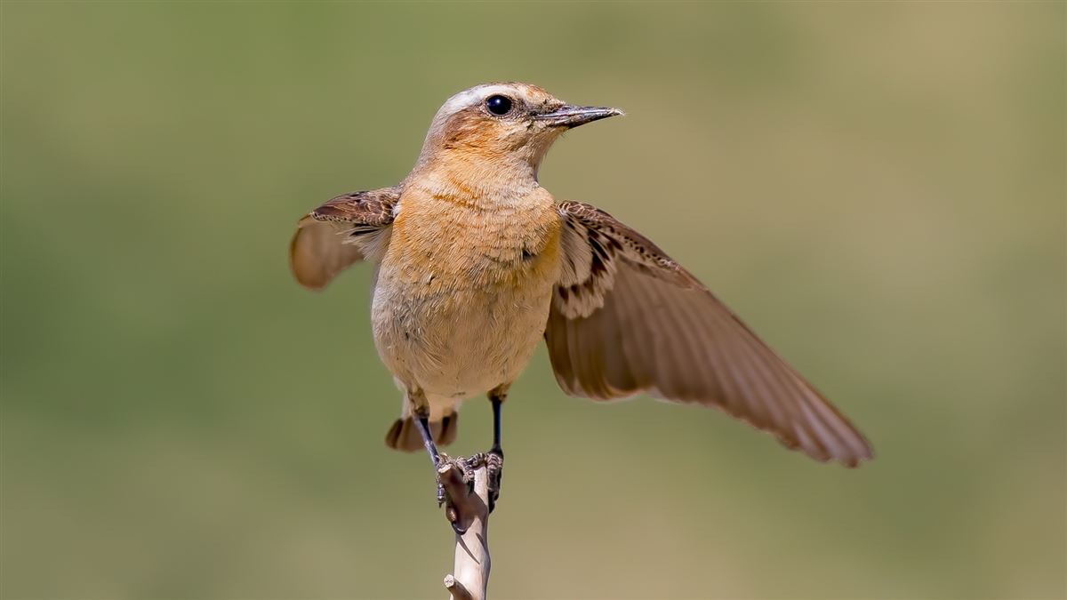Northern Wheatear