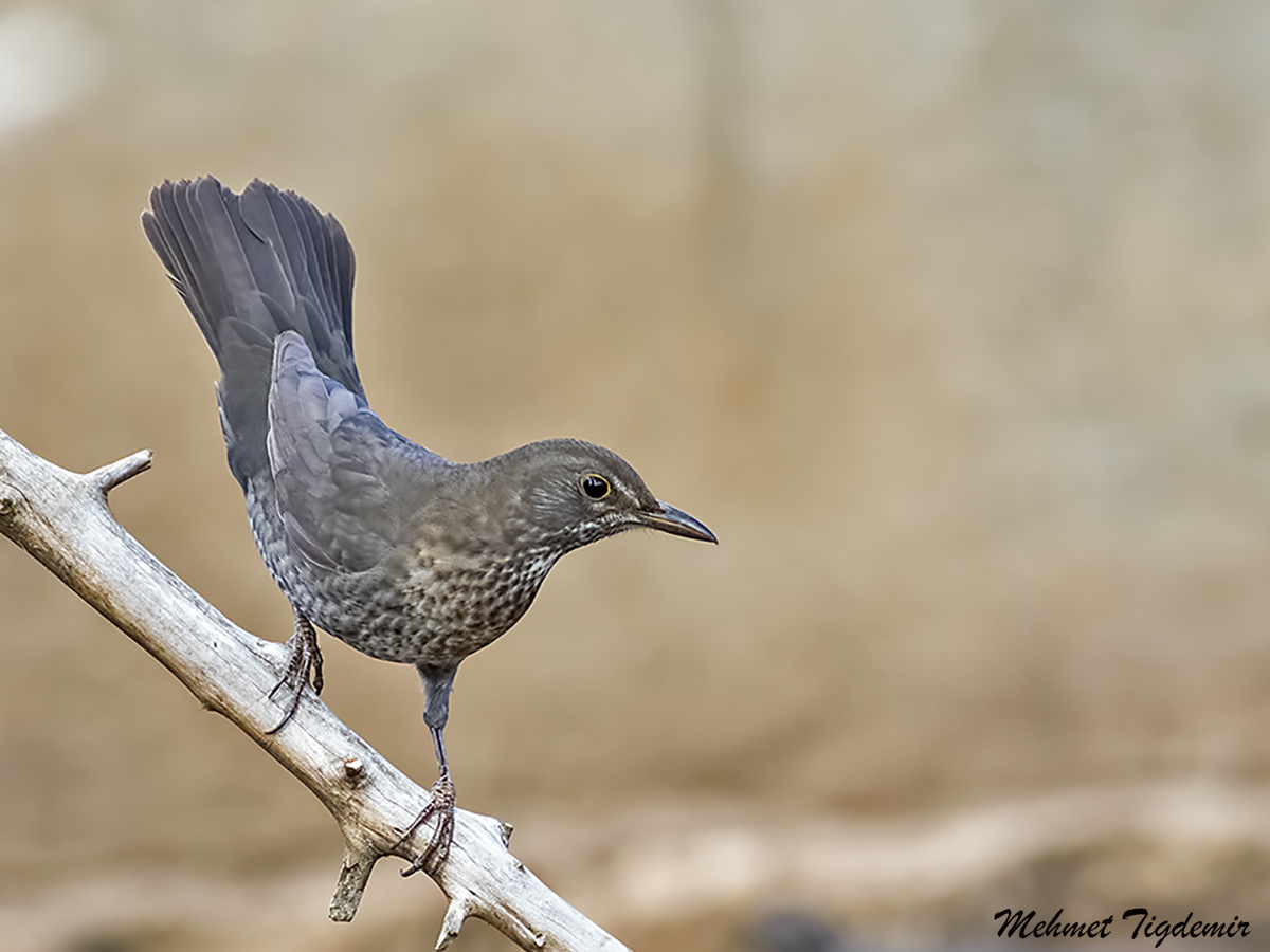 Common Blackbird