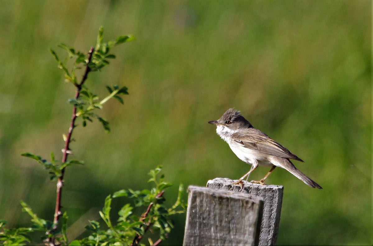 Common Whitethroat