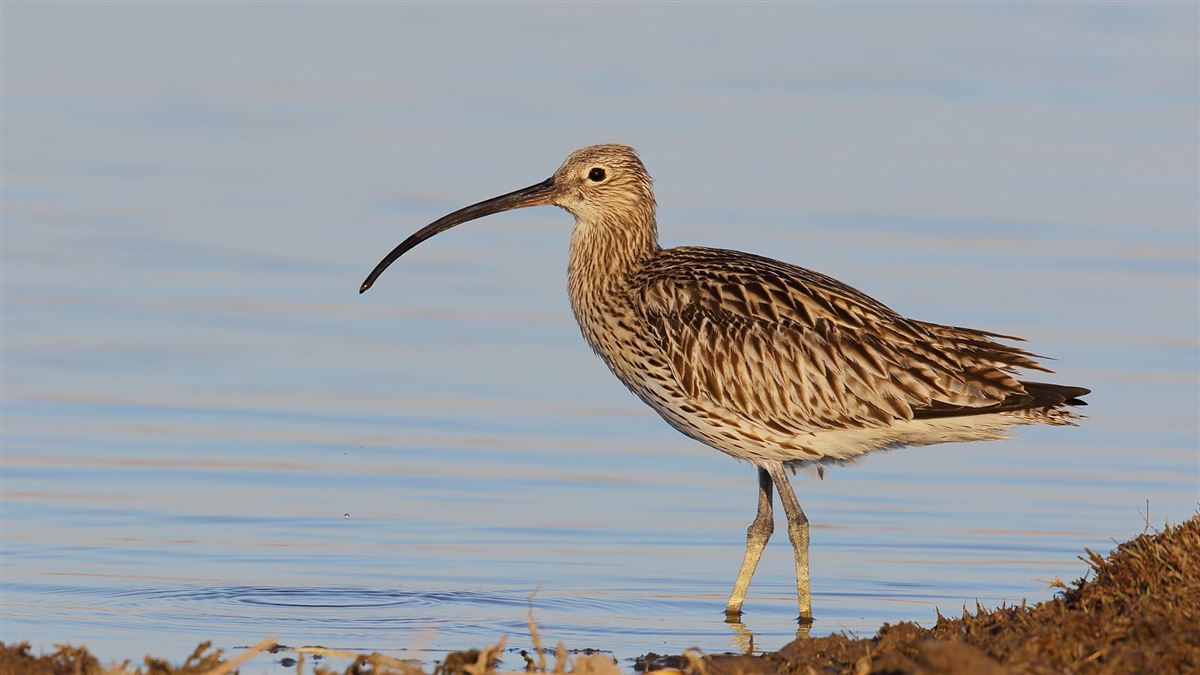 Eurasian Curlew