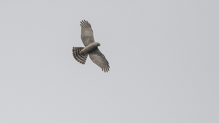 Atmaca