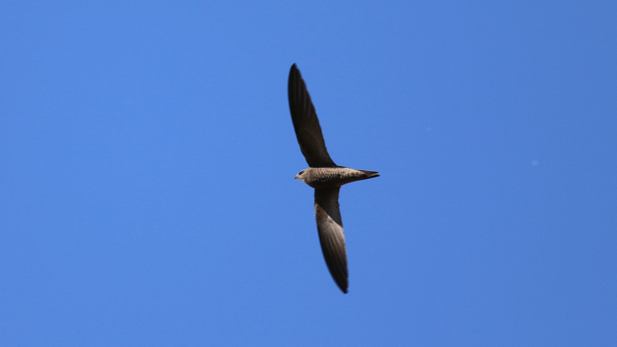 Pallid Swift