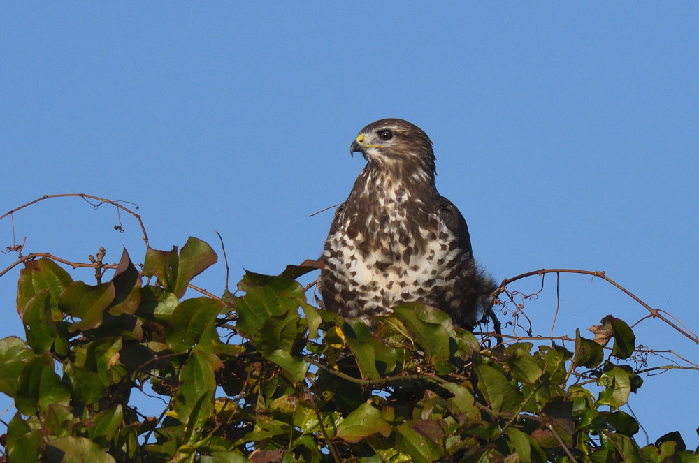 Common Buzzard