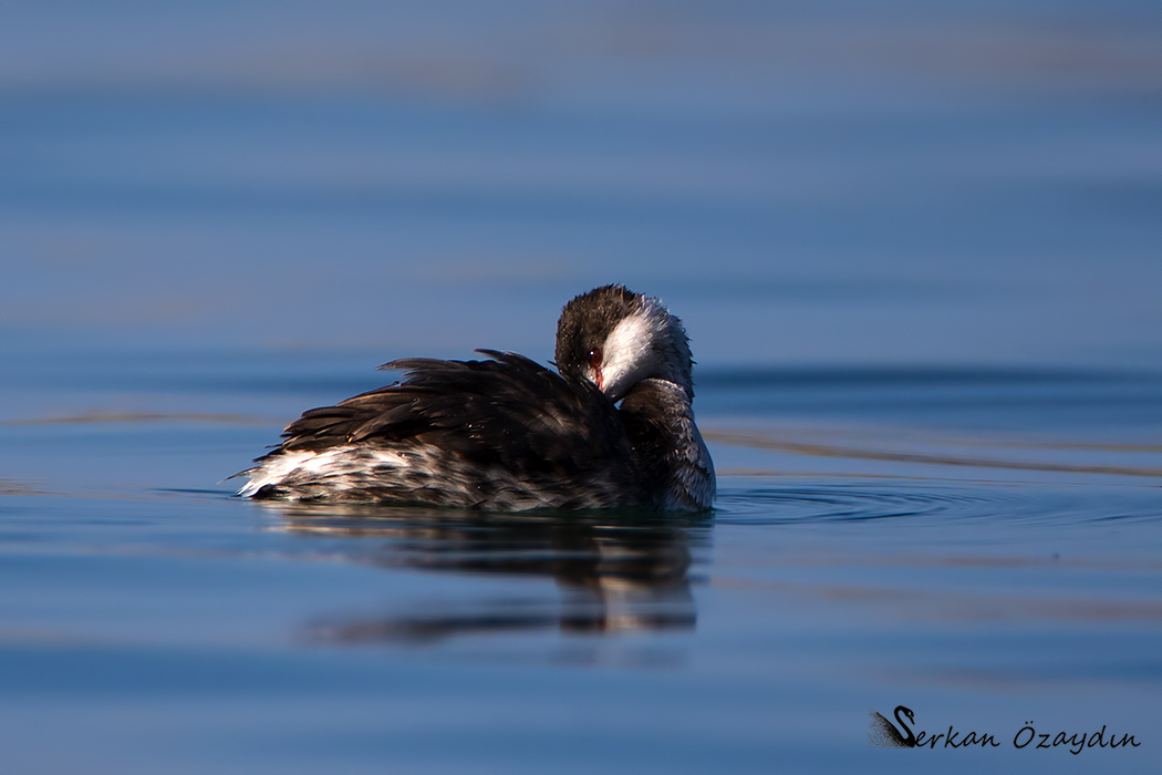 Horned Grebe