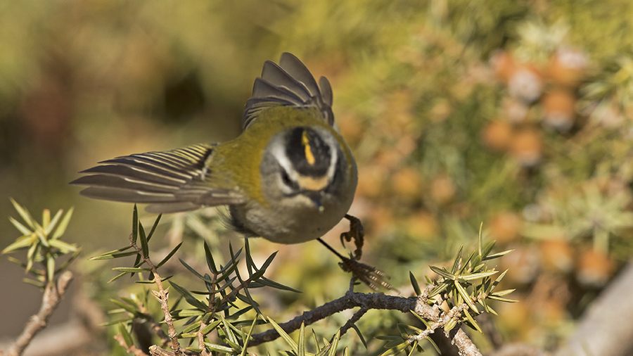 Common Firecrest