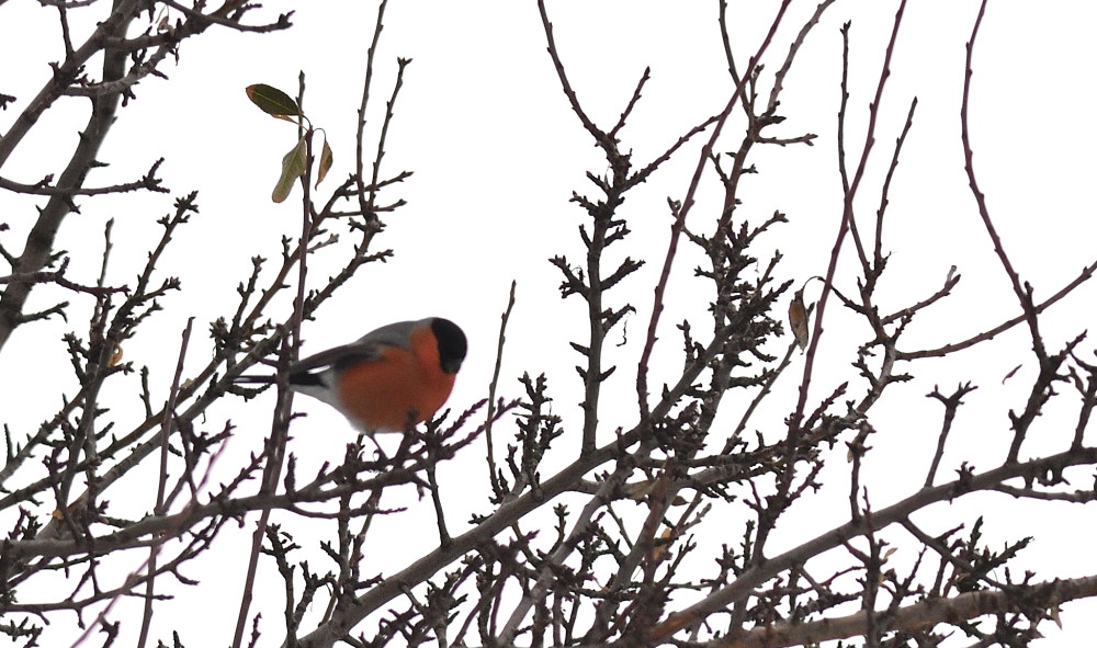 Eurasian Bullfinch