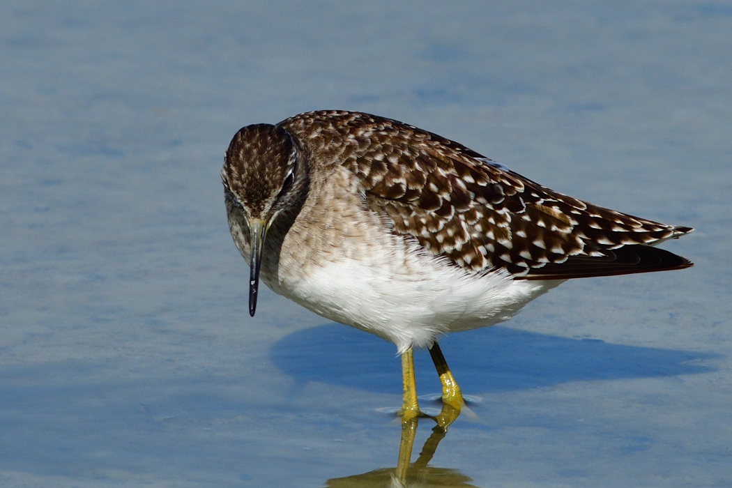 Wood Sandpiper