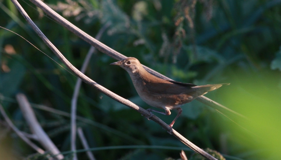 Savi`s Warbler