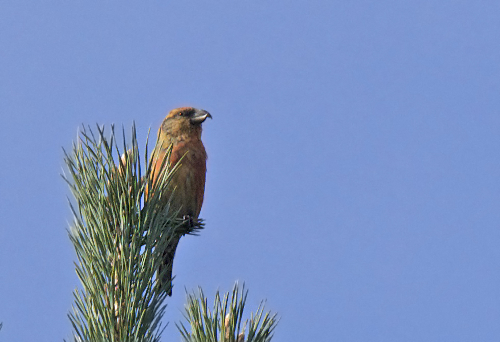 Red Crossbill