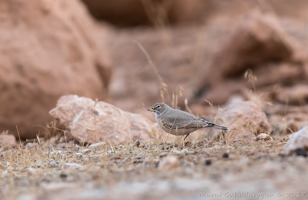 Desert Lark