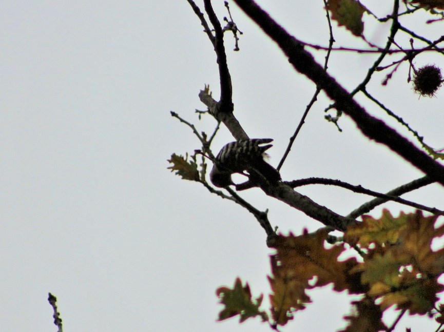 Lesser Spotted Woodpecker