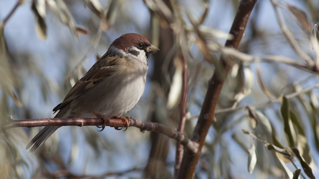 Eurasian Tree Sparrow