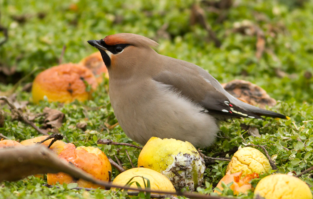 Bohemian Waxwing