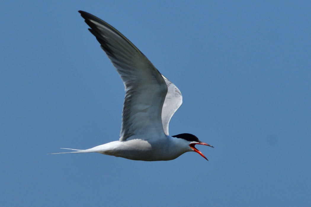 Common Tern