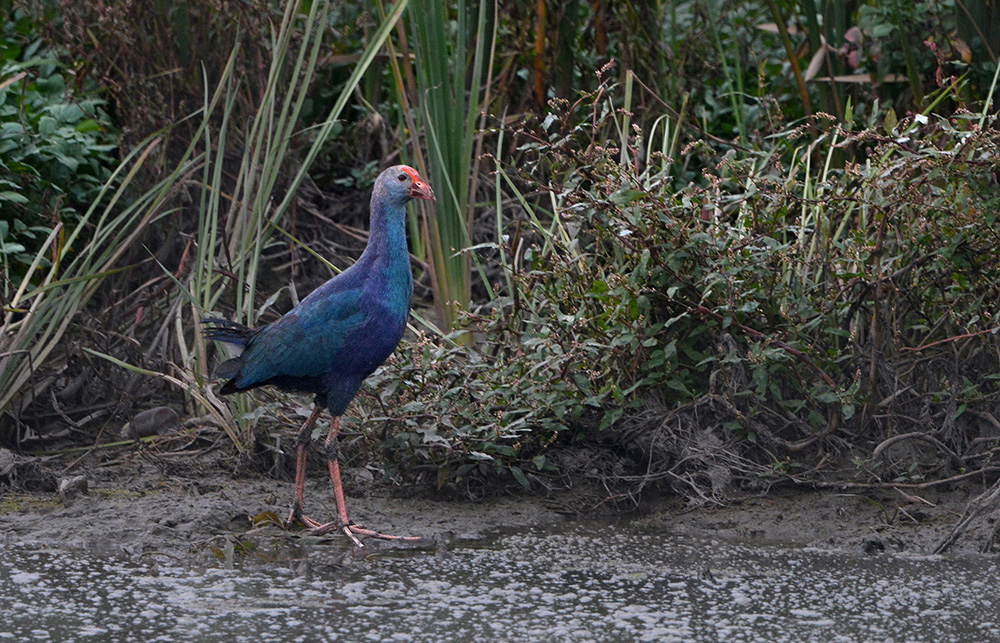 Grey-headed Swamphen