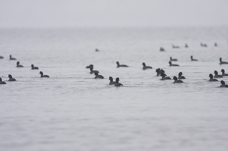 Eurasian Coot