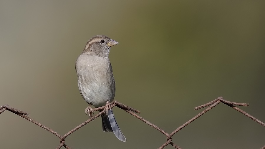 House Sparrow