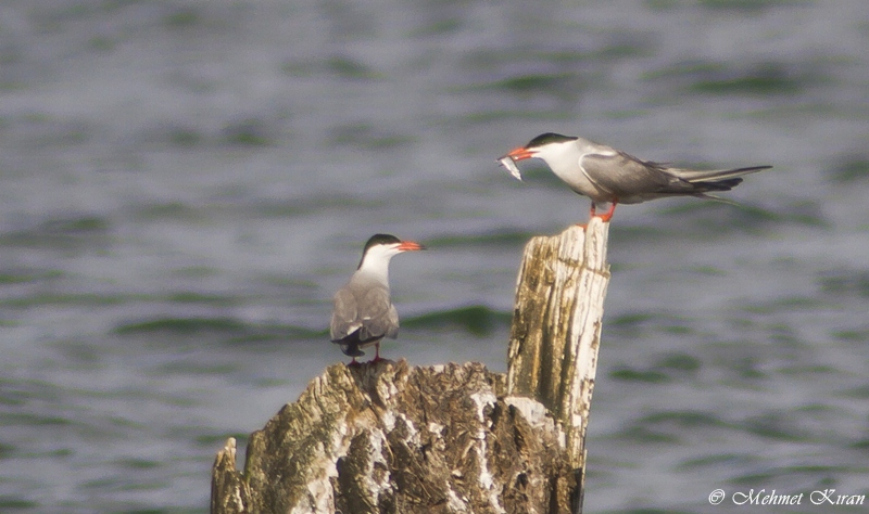Common Tern