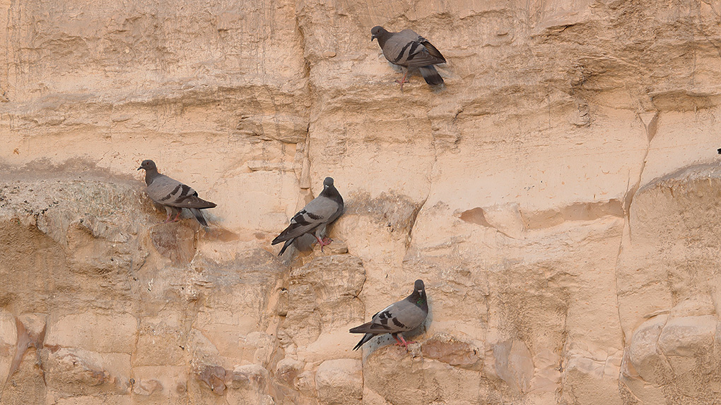 Rock Dove