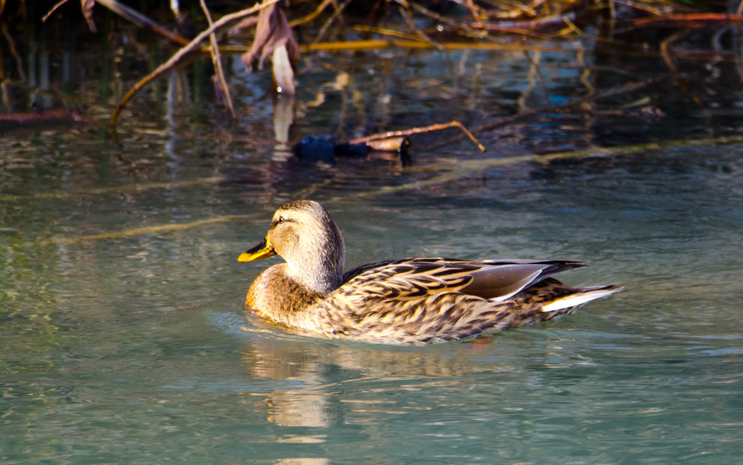 Mallard