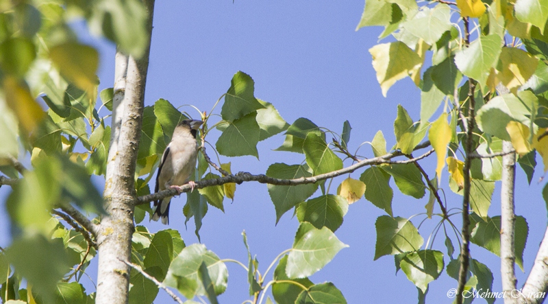 Hawfinch