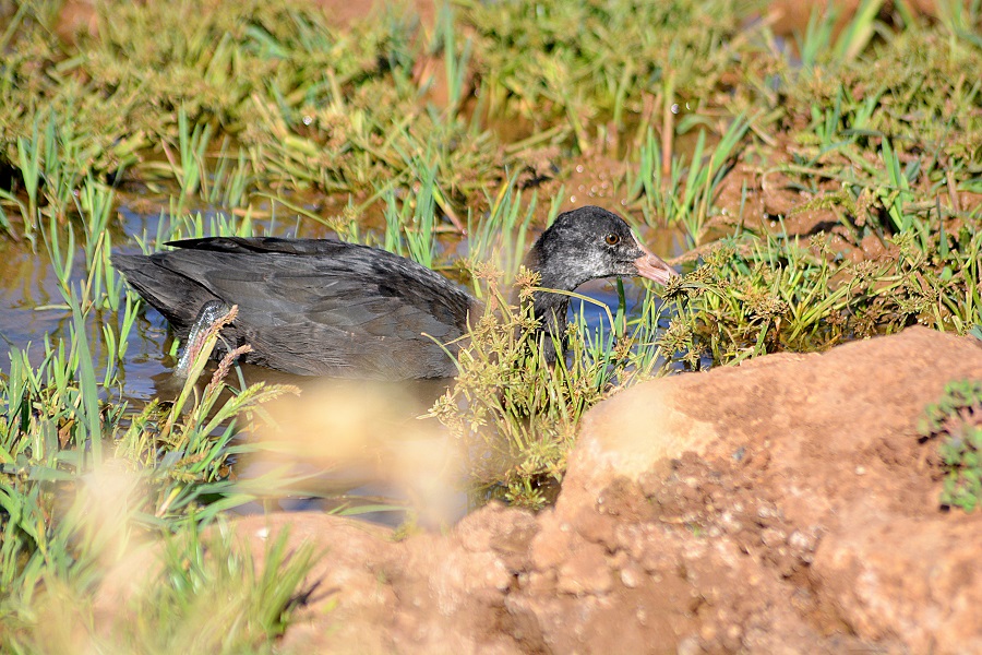Eurasian Coot