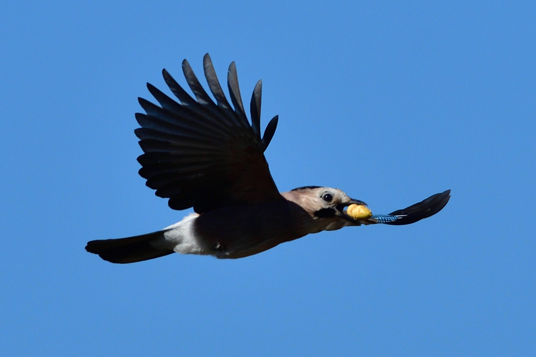 Eurasian Jay