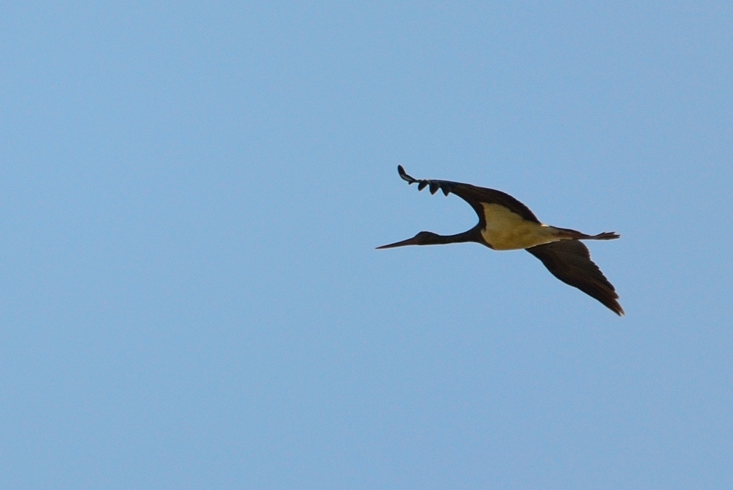 Black Stork