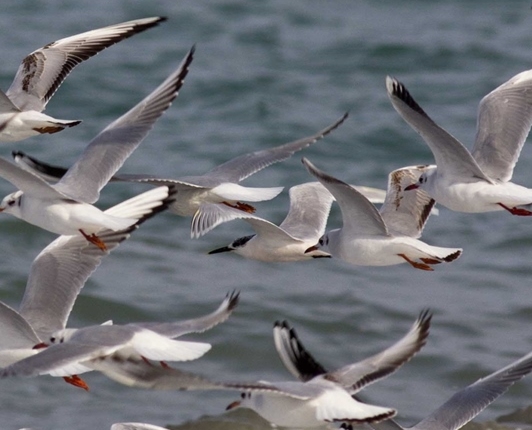 Sandwich Tern