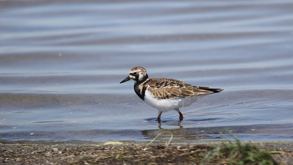 Ruddy Turnstone