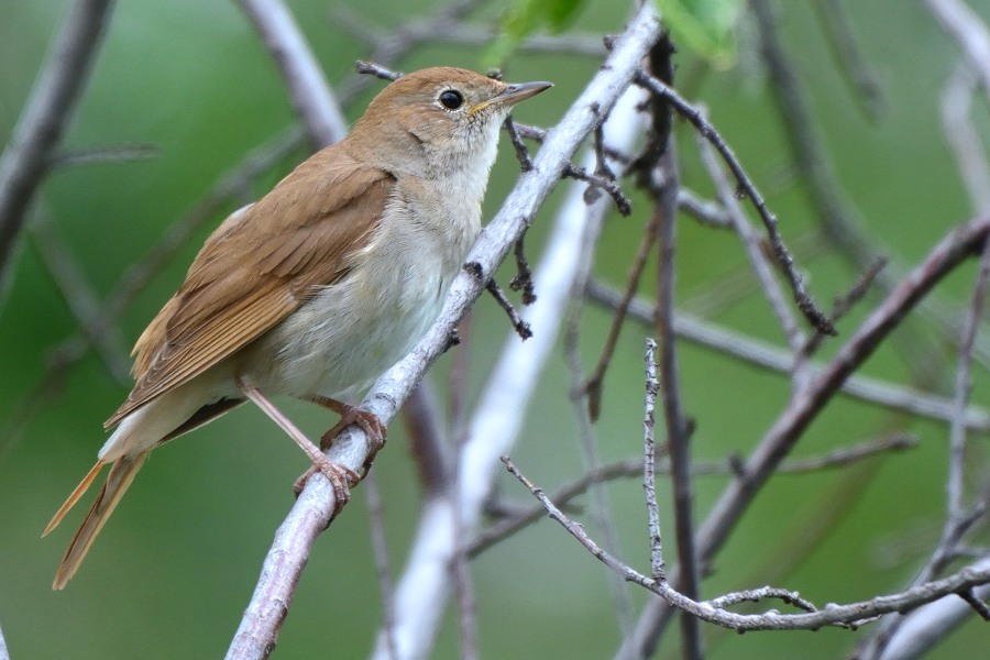 Common Nightingale
