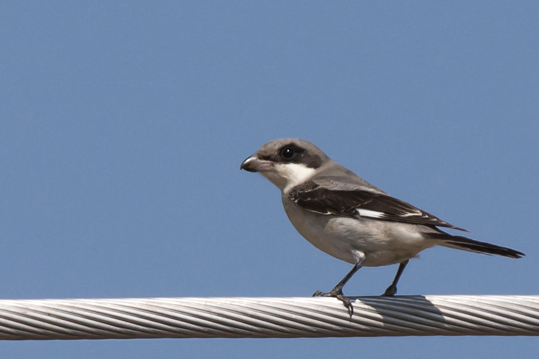 Lesser Grey Shrike