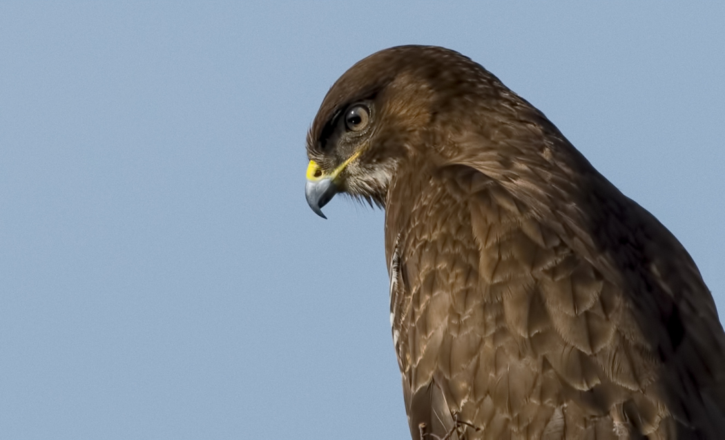 Common Buzzard