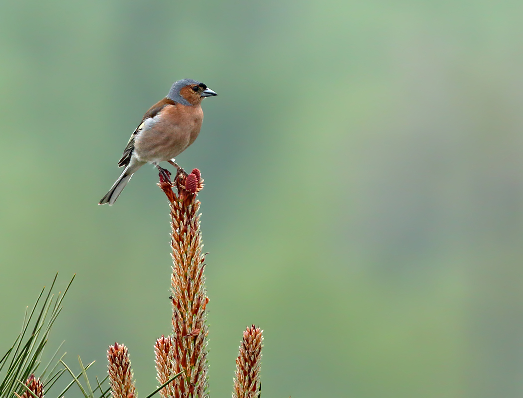Eurasian Chaffinch
