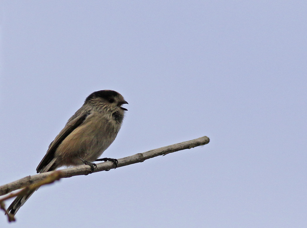 Long-tailed Tit